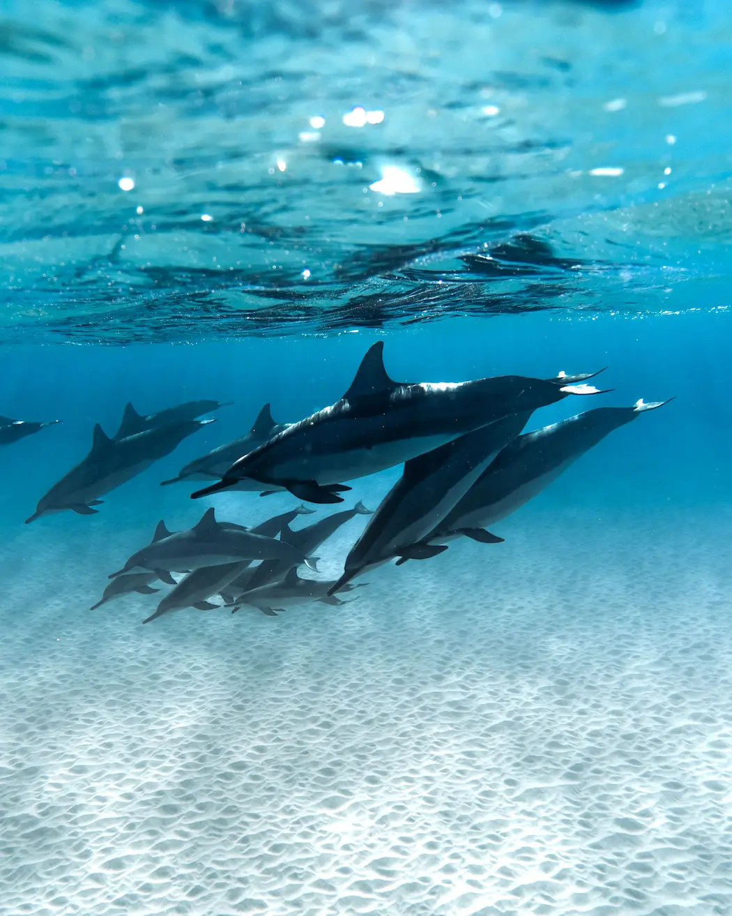 Swimming in the ocean with Dolphins