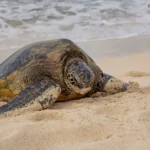 Sightseeing turtle tour