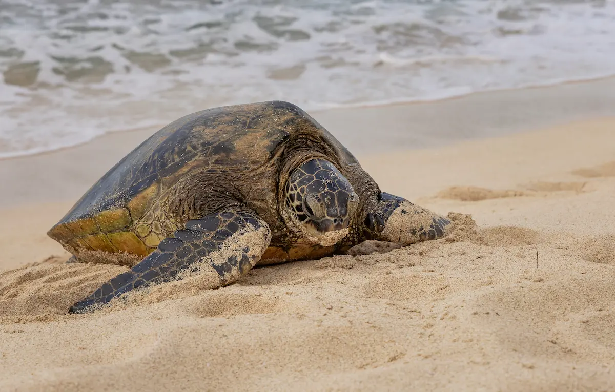 Turtle laying on the Sand in the North Shore of Oahu